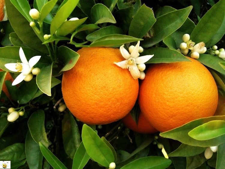 Orange Blossom Honey Flowers