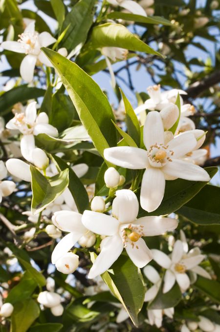 Orange Blossoms